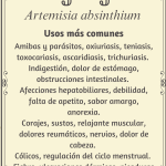 Ajenjo "Artemisia absinthium"