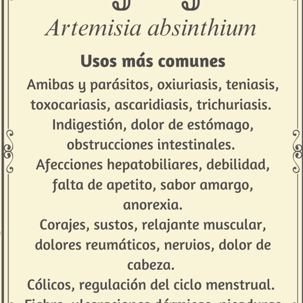 Ajenjo "Artemisia absinthium"