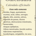 Caléndula "Calendula officinalis"