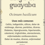 Hoja de guayaba "Ocimum basilicum"