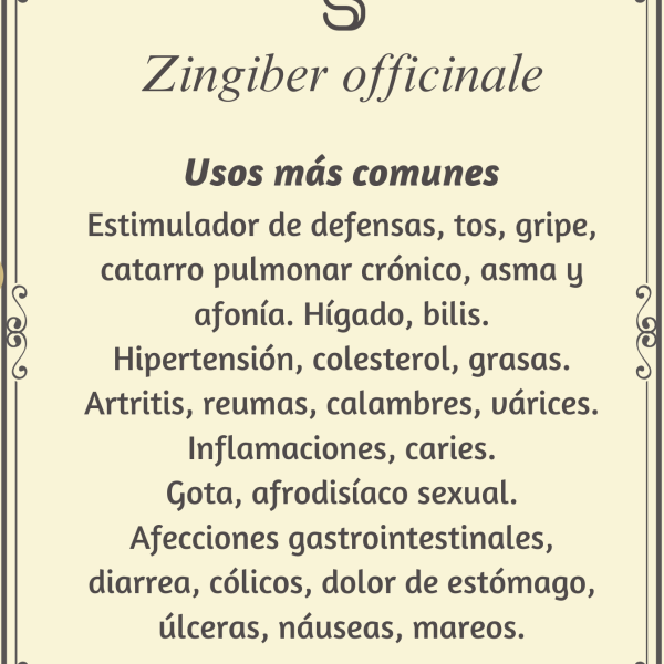 Jengibre "Zingiber officinale"