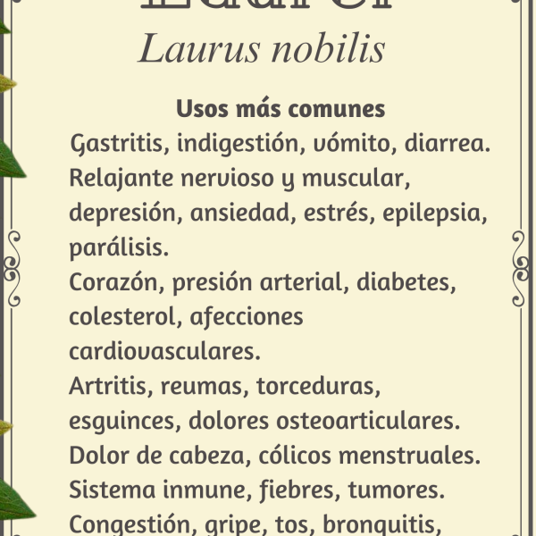 Laurel "Laurus nobilis"