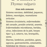 Tomillo "Thymus vulgaris"